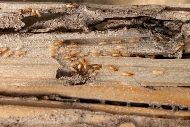 Best Bed Bug Extermination  in Rancho Cordova, CA